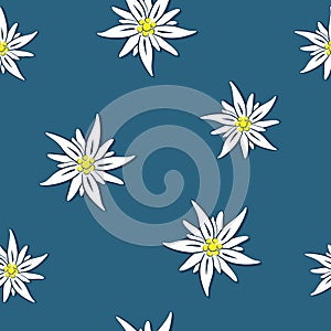 Seamless pattern edelweiss flower on blue background