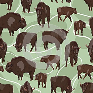 Seamless pattern. European bison Bison bonasus Males, females and calves European wood bison. The wisent or the zubr. Realistic ve