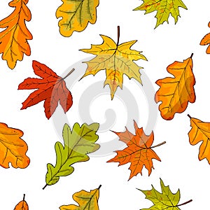 Seamless pattern with fall maple leaves izolate on white