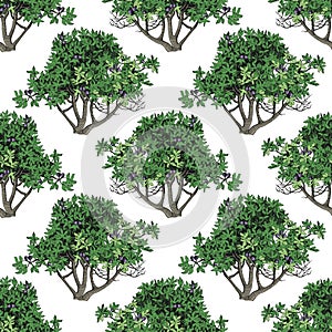 Seamless pattern with fig trees