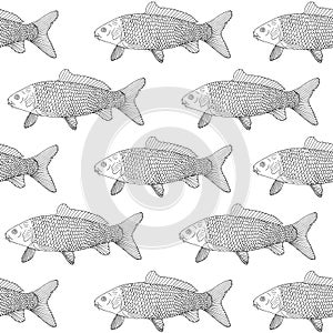 Seamless pattern of fish carp, hand drawn. Can be used for packaging, market and etc. Vector illustration