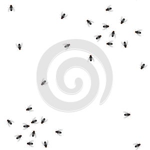 Seamless pattern from flock of flies on a white background