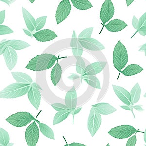 Seamless Pattern Floral, Leaf, White and Green, Mint Leaves, Minty