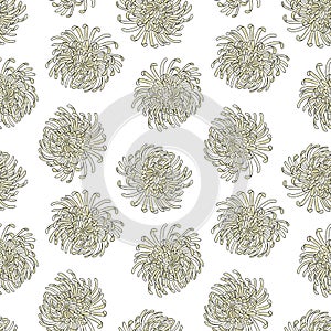 seamless pattern with flower of chrysanth