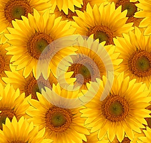 Seamless pattern flower sunflower