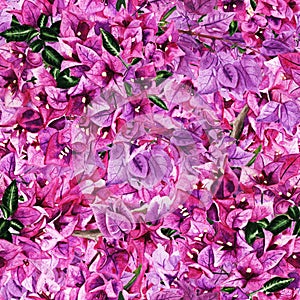 Seamless pattern with flowers of bougainvillea