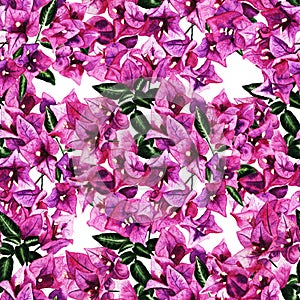 Seamless pattern with flowers of bougainvillea