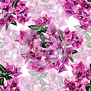 Seamless pattern with flowers of bougainvillea