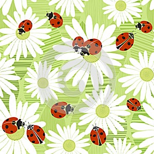 Seamless pattern with the flowers of chamomile and ladybirds. Summer vector background.