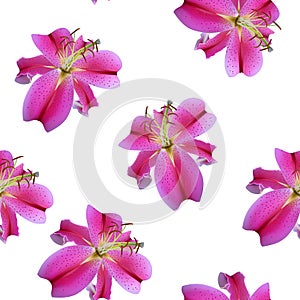 Seamless pattern with flowers of pink lilies, beautiful realism.