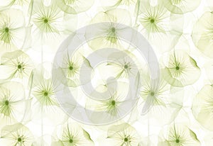 Seamless pattern. Flowers in soft shades of green and white, ethereal and dreamy, Xray style. High resolution. AI generated