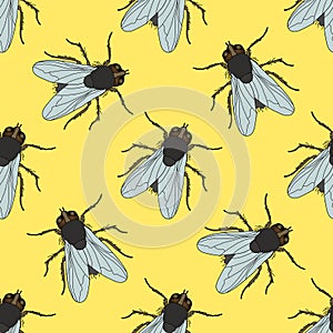 Seamless pattern with fly. Musca domestica . hand-drawn . fly. Vector