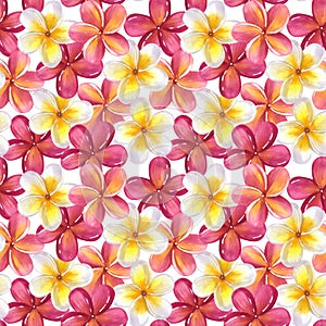 Seamless pattern Frangipani plumeria yellow pink flowers. Jungle tropical exotic foliage. Hand-drawn watercolor