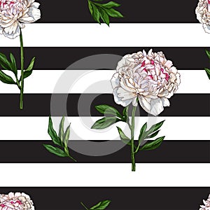 Seamless pattern with gently pink peony flower isolated on black and white striped background. Vector illustration.