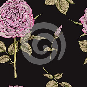 Seamless pattern with gently pink rose flower isolated on black background. Vector illustration.