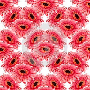 Seamless pattern with gerbera flower