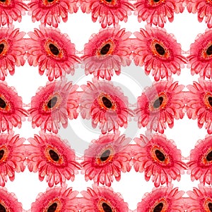 Seamless pattern with gerbera flower