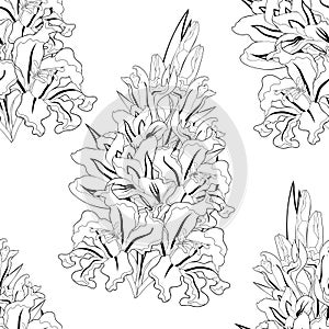 Seamless pattern is gladiolus flower natural. vector illustration