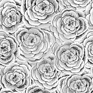 Seamless pattern with gray roses painted in watercolor.