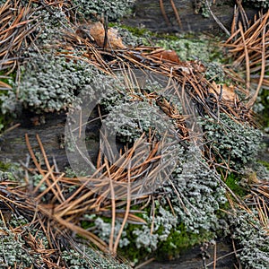 seamless pattern of Green Lichen and Moss Textures Growing on a Rock background