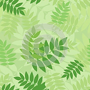 Vector seamless pattern with green rowan leaves. photo