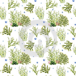 Seamless pattern of green sea plants watercolor illustration isolated on white. Laminaria, sea salad, ascophyllum hand