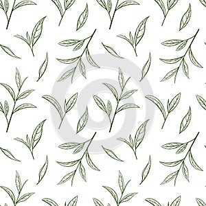 Seamless pattern green tea. Sketch leaf and plant in style hand drawn. Vector illustration, pattern on a white background. Vintage