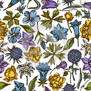 Seamless pattern with hand drawn colored bellflower, edelweiss, globethistle, globeflower, meadow geranium, gentiana