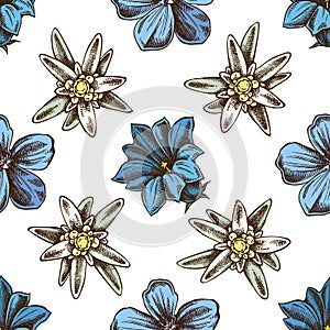 Seamless pattern with hand drawn colored edelweiss, meadow geranium, gentiana