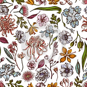 Seamless pattern with hand drawn colored japanese chrysanthemum, blackberry lily, eucalyptus flower, anemone, iris photo