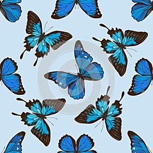 Seamless pattern with hand drawn colored papilio ulysses, morpho menelaus, morpho rhetenor cacica