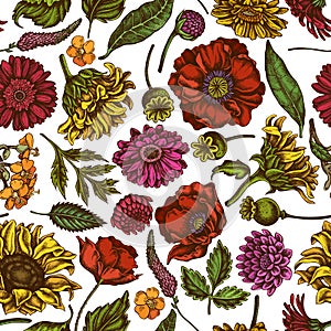 Seamless pattern with hand drawn colored poppy flower, gerbera, sunflower, milkweed, dahlia, veronica