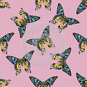 Seamless pattern with hand drawn colored urania rhipheus