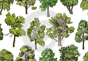 Seamless pattern with hand drawn deciduous trees