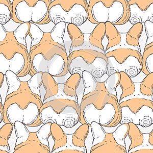 Seamless pattern with hand drawn dogs breed welsh corgi pembroke. Cartoon background photo
