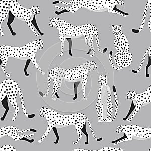 Seamless pattern with hand drawn exotic big cat white cheetahs, on light gray background photo