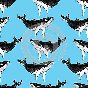 Seamless pattern with Hand drawn humpback whales. Vector with animal underwater. Illustration for wallpaper, web page background,