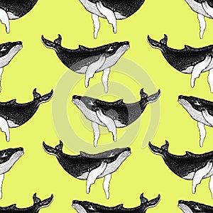 Seamless pattern with Hand drawn humpback whales. Vector with animal underwater. Illustration for wallpaper, web page background,