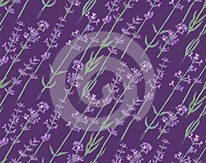 Seamless pattern with hand drawn lavender flowers