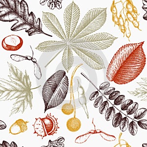 Seamless pattern with hand drawn leaves and seeds illustration. Vector autumn background. Vintage botanical design