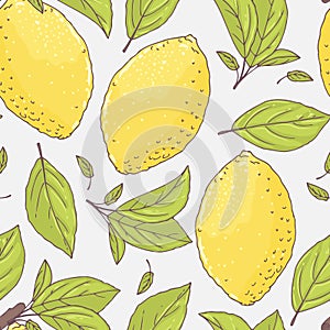 Seamless pattern with hand drawn lemon and leaves. Doodle fruit for package or kitchen design