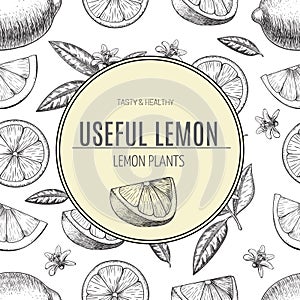 Seamless pattern hand drawn lime. Whole , sliced pieces half, leave sketch. Fruit engraved style illustration. Retro