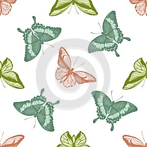 Seamless pattern with hand drawn pastel ornithoptera croesus lydius, papilio palinurus, ornithoptera goliath