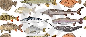 Seamless pattern of hand drawn river and sea fish. Turbot and pike and flounder and perch and crucian carp and sturgeon, carp and