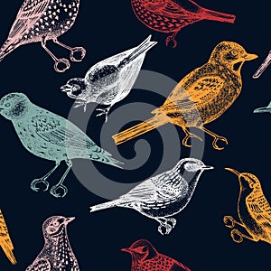 Seamless pattern with hand-sketched detailed birds illustrations in engraved style. Passerine Birds background. Wildlife drawings