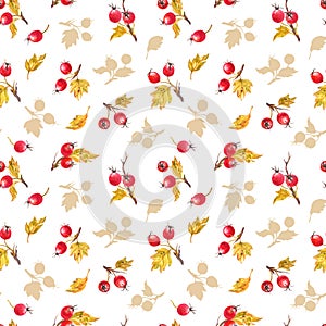 Seamless pattern of hawthorn twigs with berries and leaves on a white background