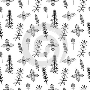 Seamless pattern herbs vector illustration, hand drawing sketch