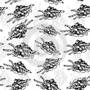 Seamless pattern Lambis spider conch Chicoreus aculeatus, large sea snail Unique shells, molluscs Gastropoda. Sketch black contour