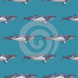 Seamless pattern lesser rorqual on blue background. Template of cartoon character of ocean for fabric