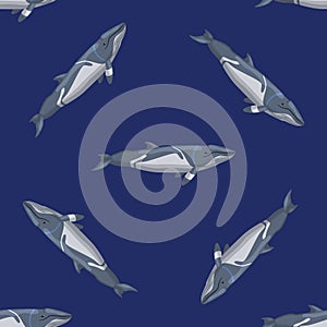 Seamless pattern lesser rorqual on blue background. Template of cartoon character of ocean for fabric